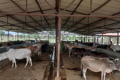 छाडा चौपाया व्यवस्थापनसँगै आम्दानी गर्दै गौशाला